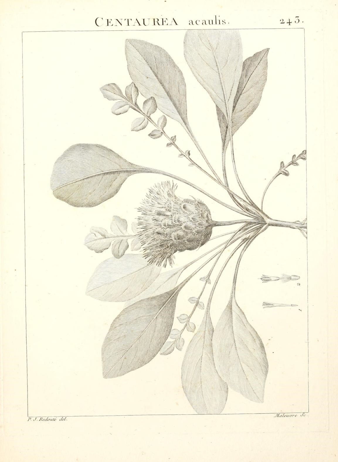 Centaurea acaulis