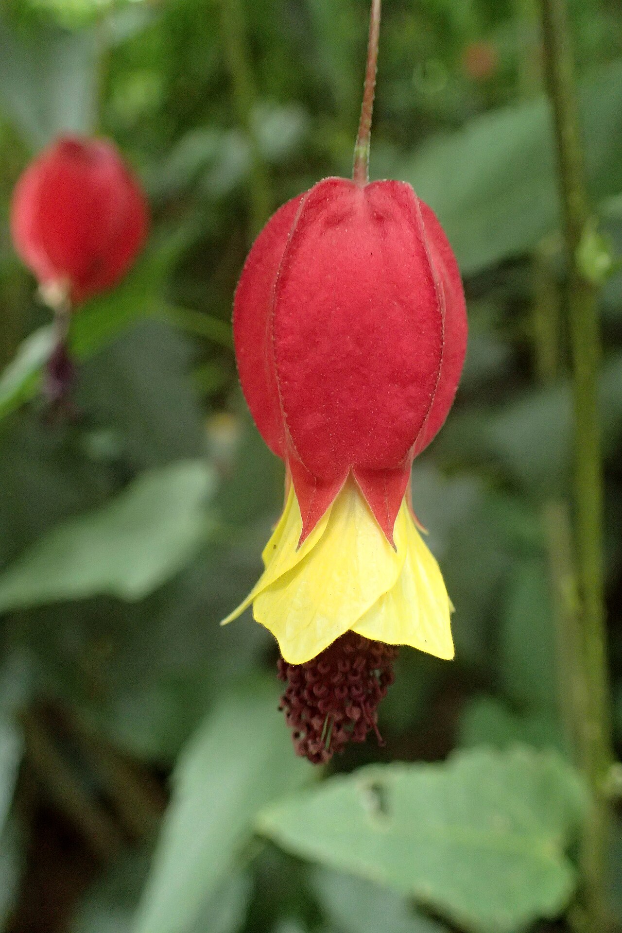 Callianthe megapotamica
