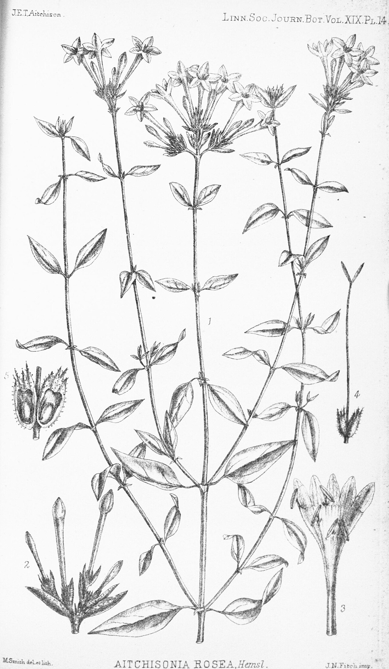 Aitchisonia