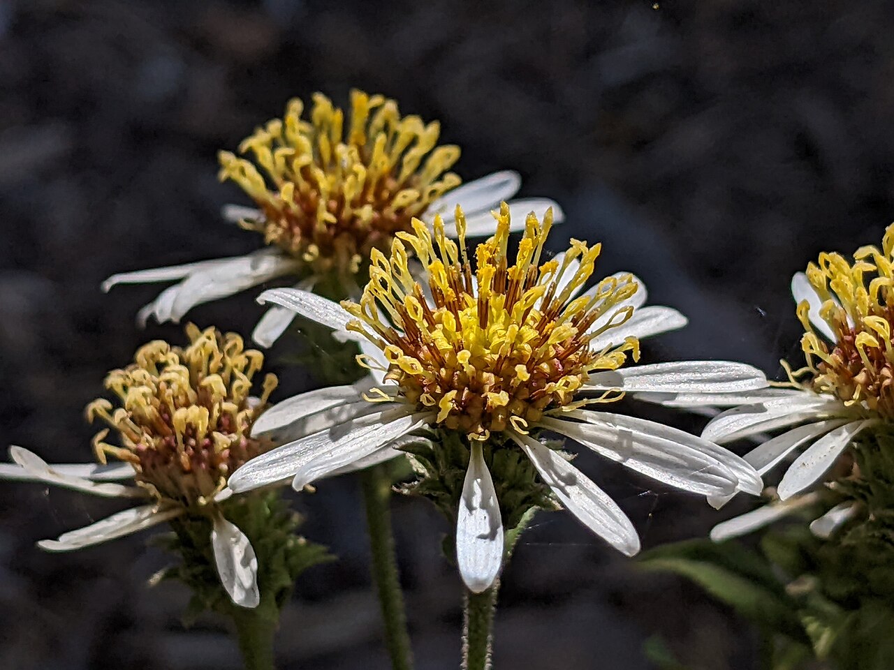 Eurybia radulina