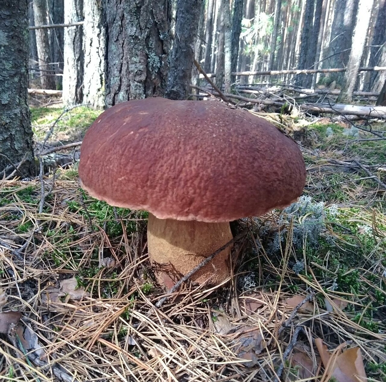Pine bolete or pinewood king bolete