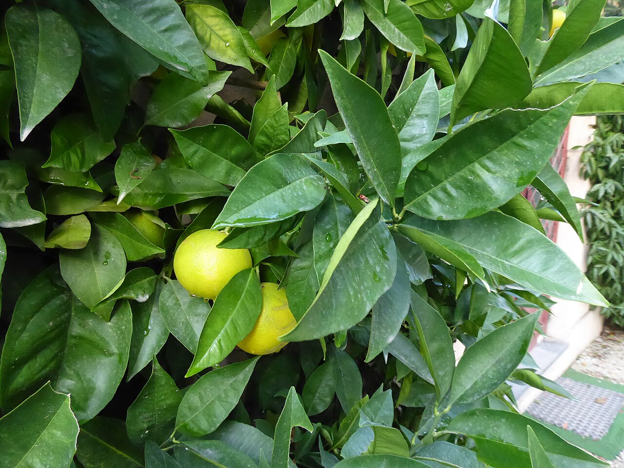 Citrus ×sinensis