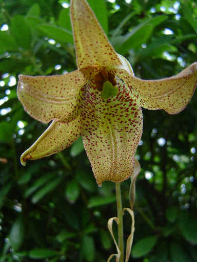 Lilium sempervivoideum