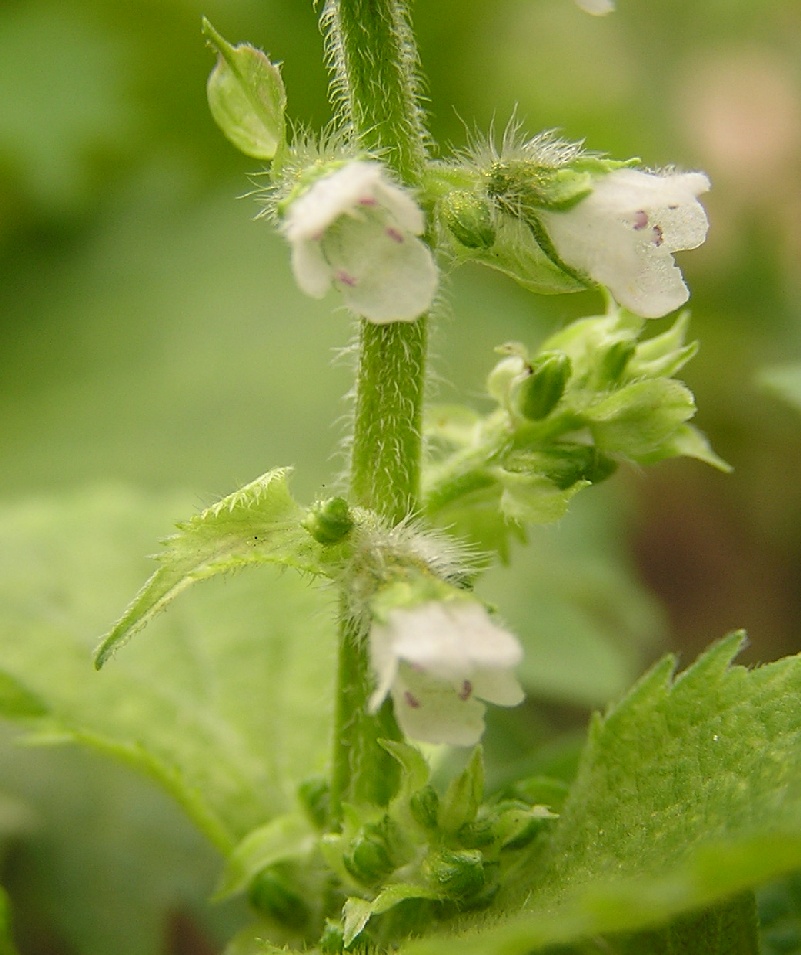 Mentha cretica