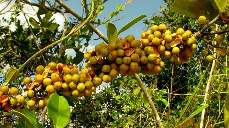 Monteverdia truncata