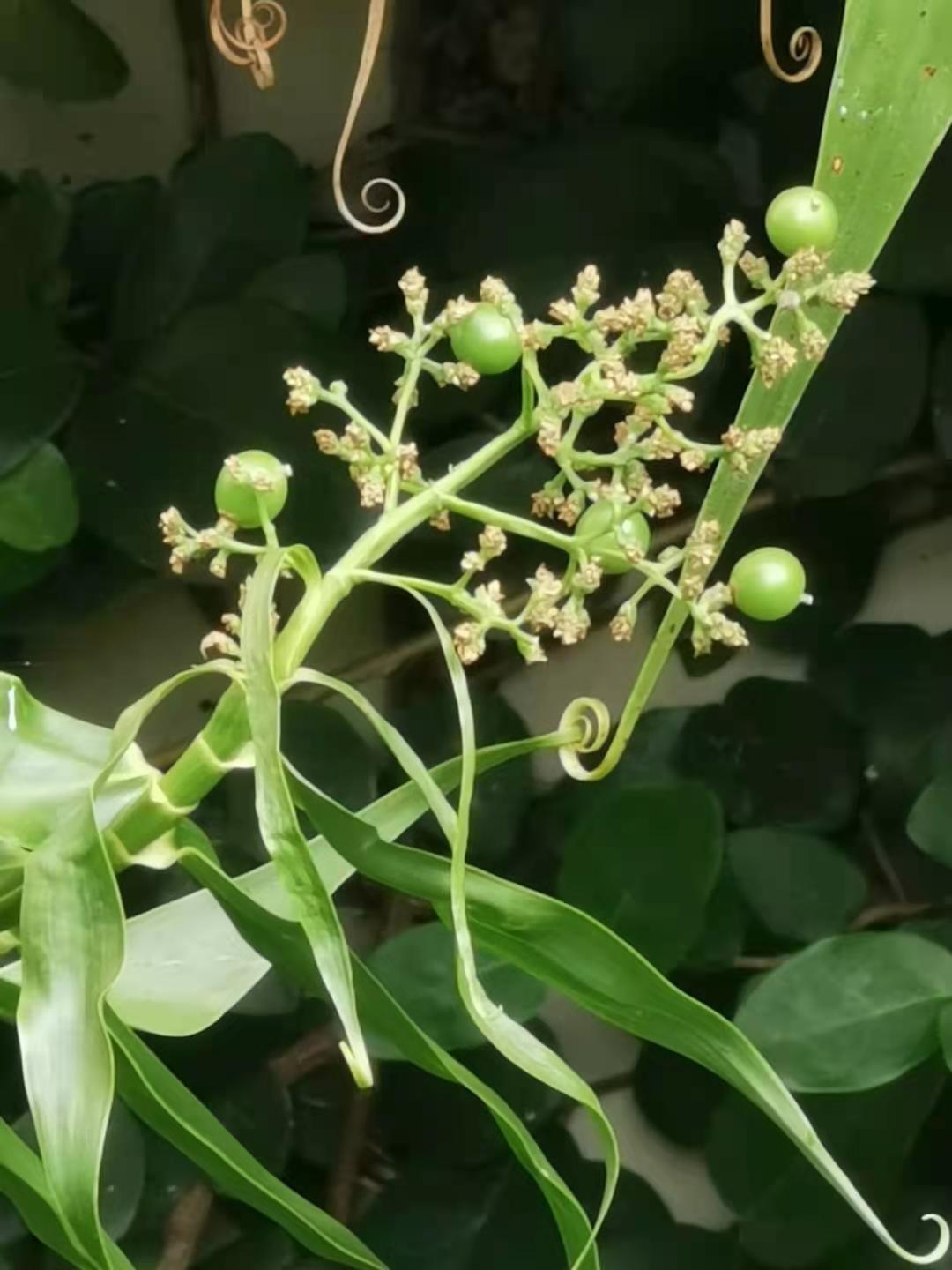 Flagellaria indica