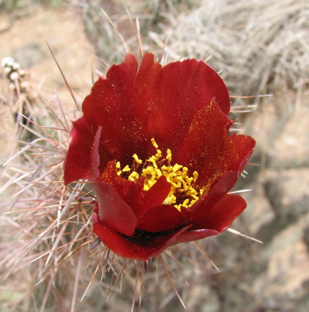 Cylindropuntia acanthocarpa