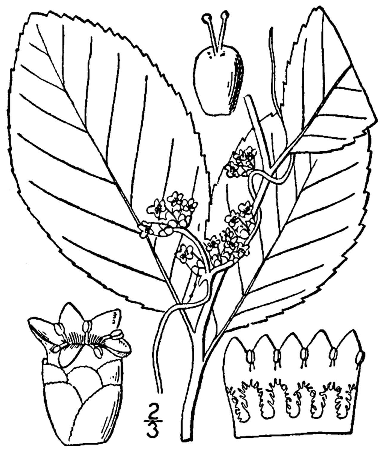 Cuscuta compacta