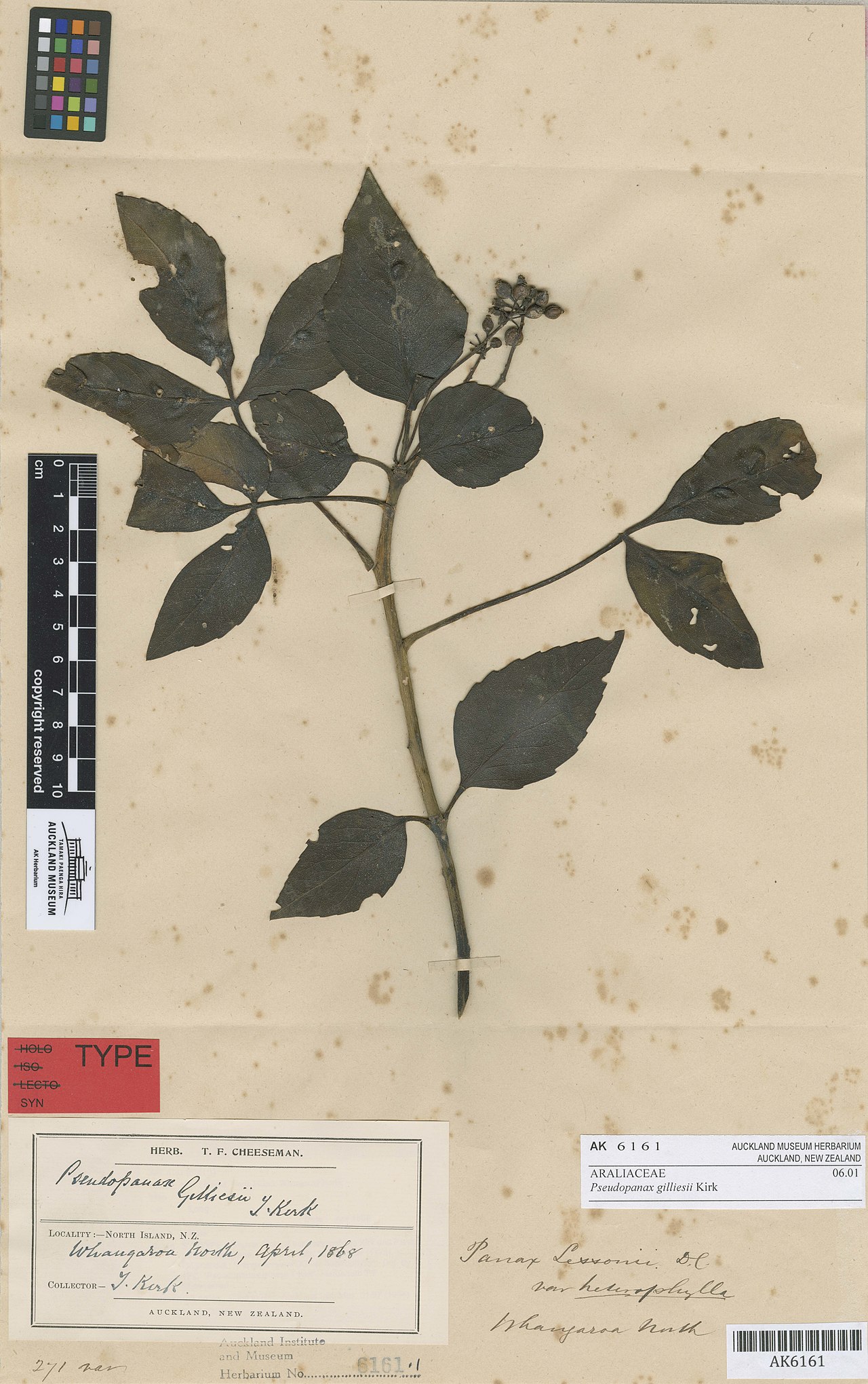 Pseudopanax gilliesii
