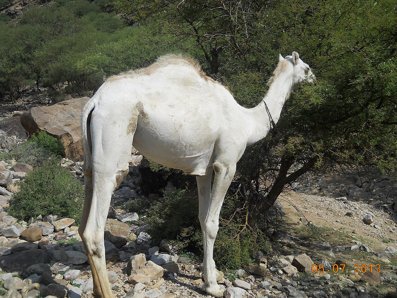 Kohi camel
