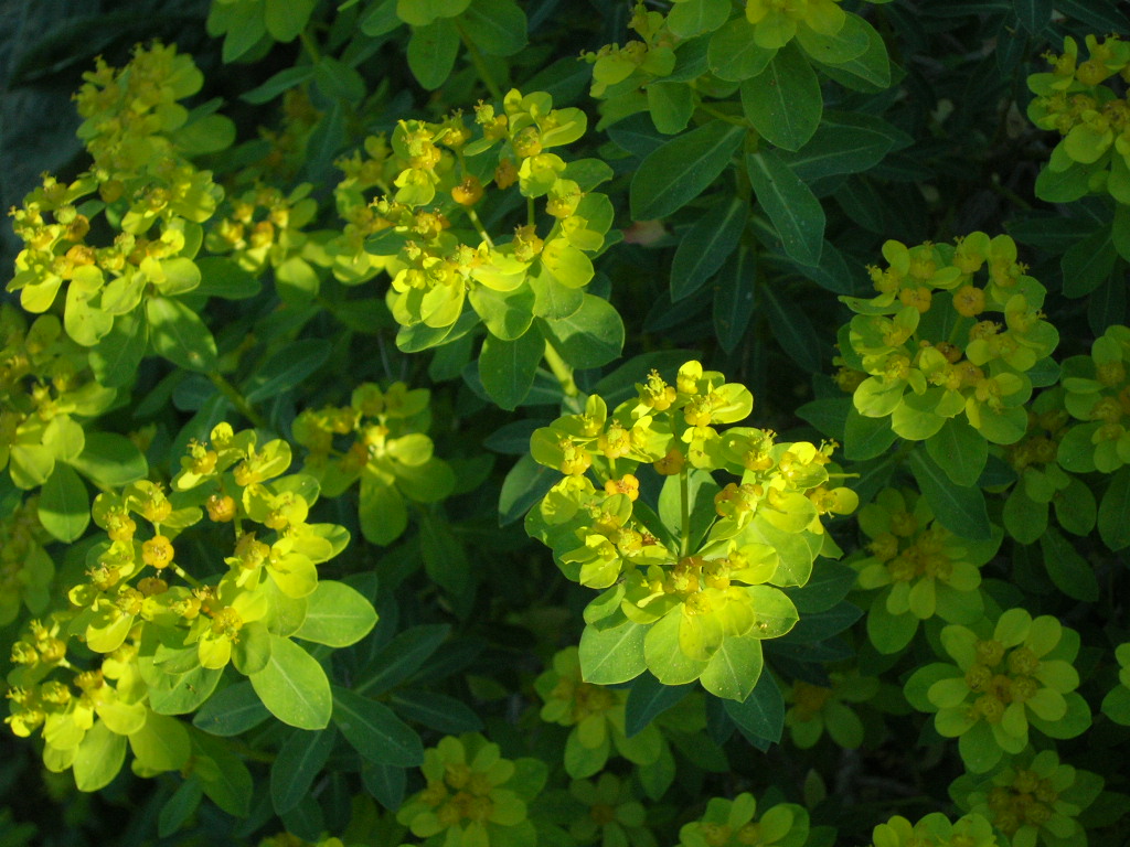 Euphorbia hierosolymitana
