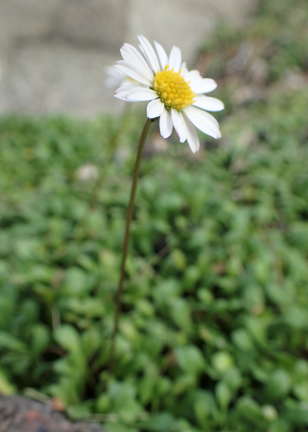 Bellium bellidioides