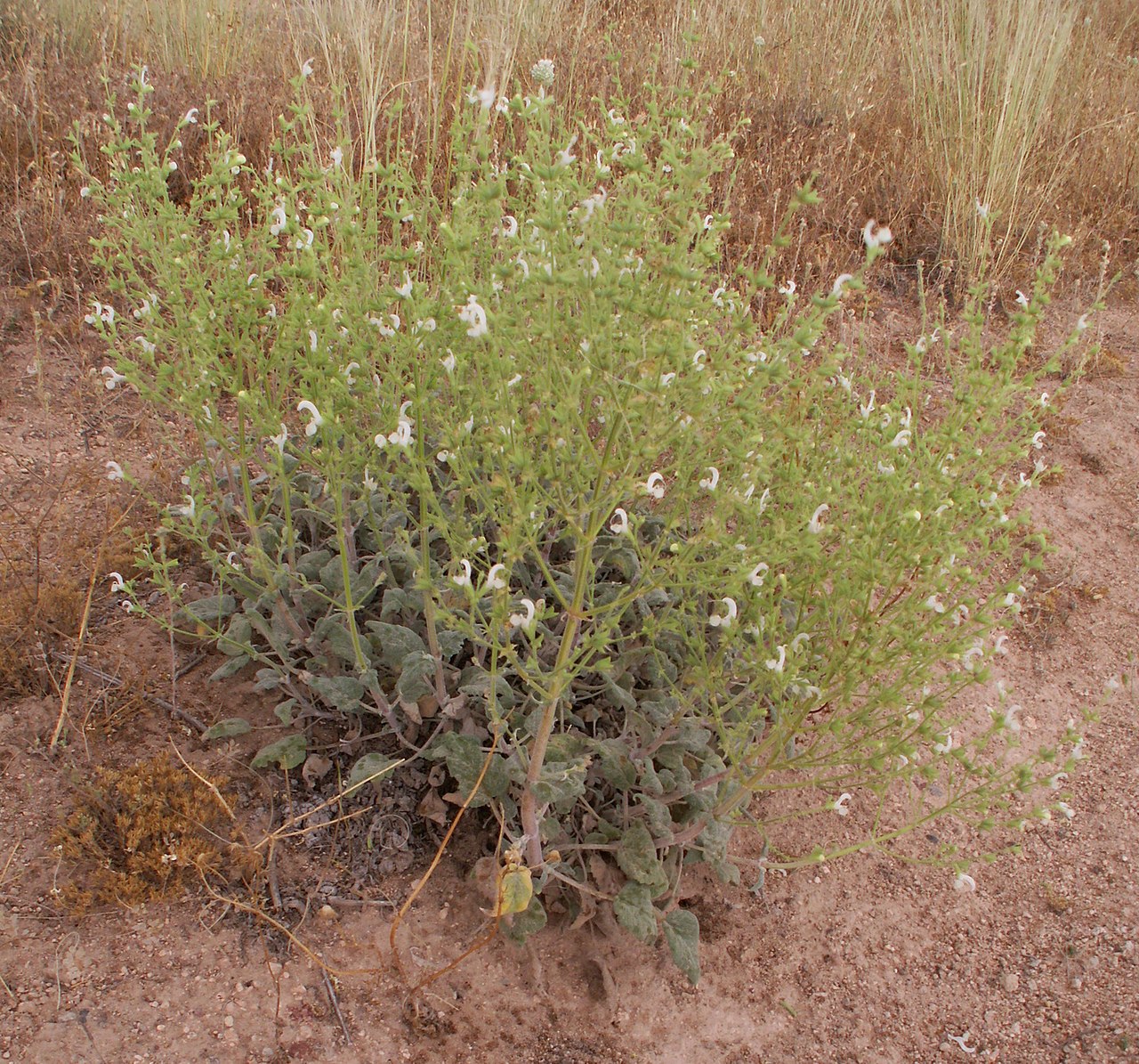 Salvia candidissima