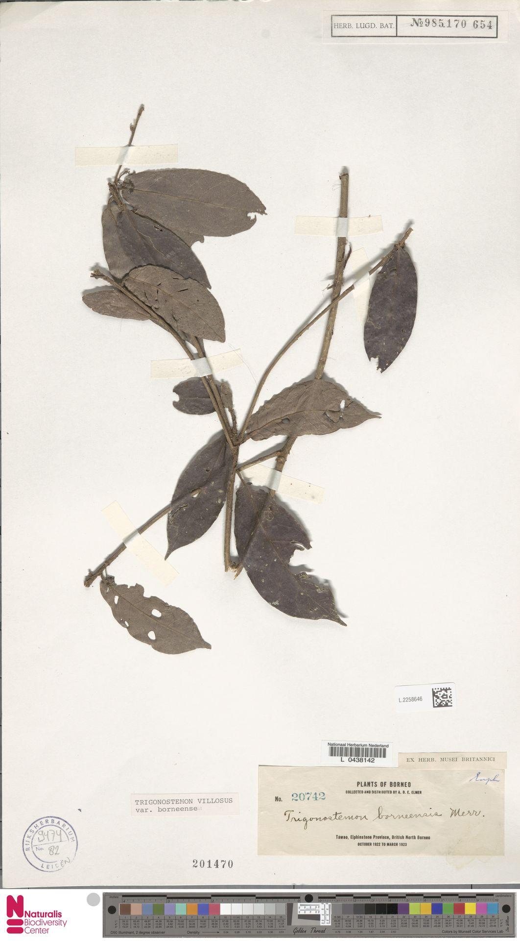 Trigonostemon borneensis