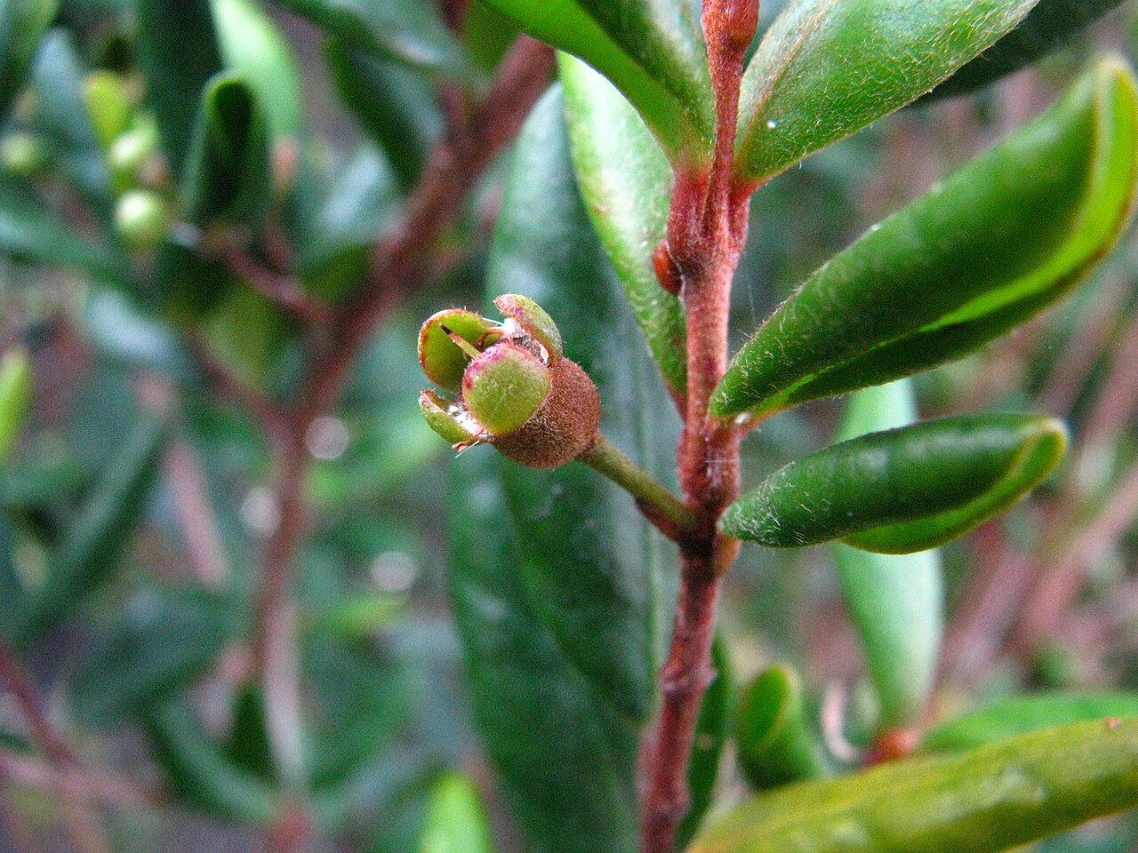 Koʻolau eugenia or nioi