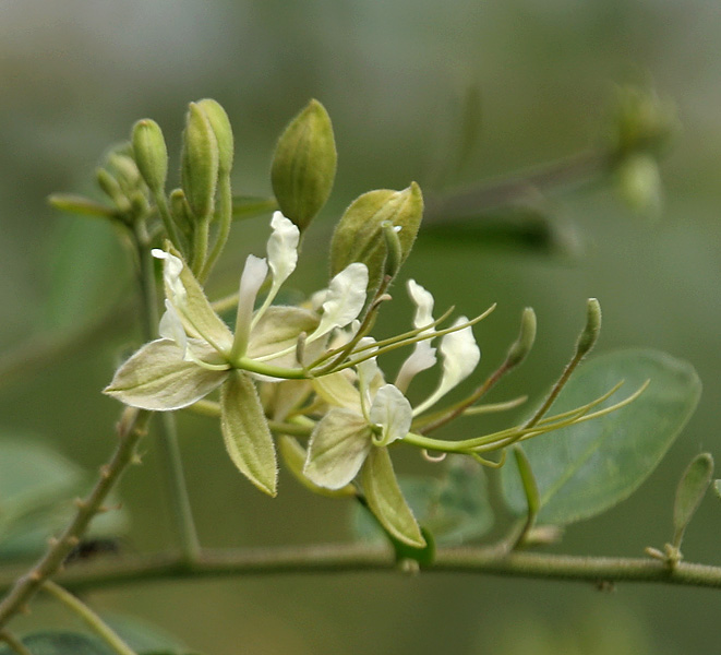 Cadaba fruticosa