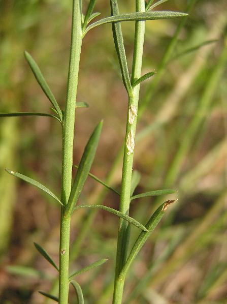 Lepidium graminifolium