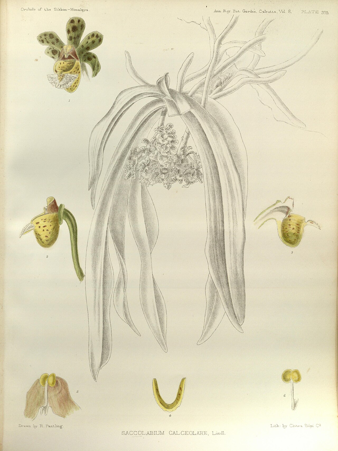 Gastrochilus calceolaris