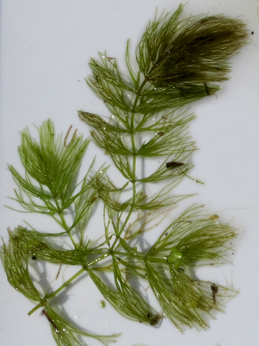 Prickly hornwort