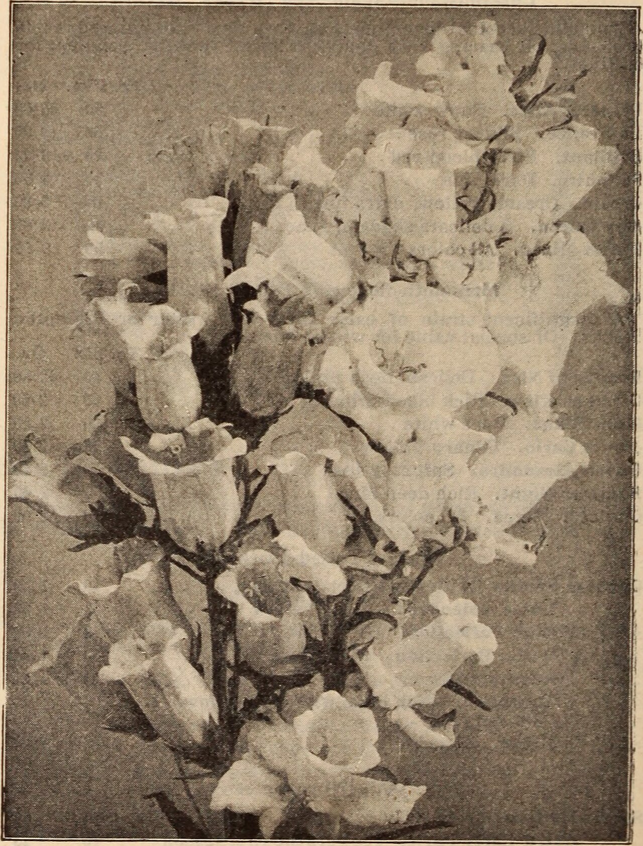 Campanula californica