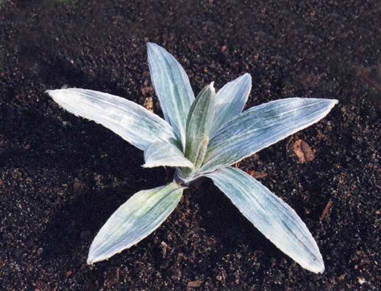Celmisia monroi