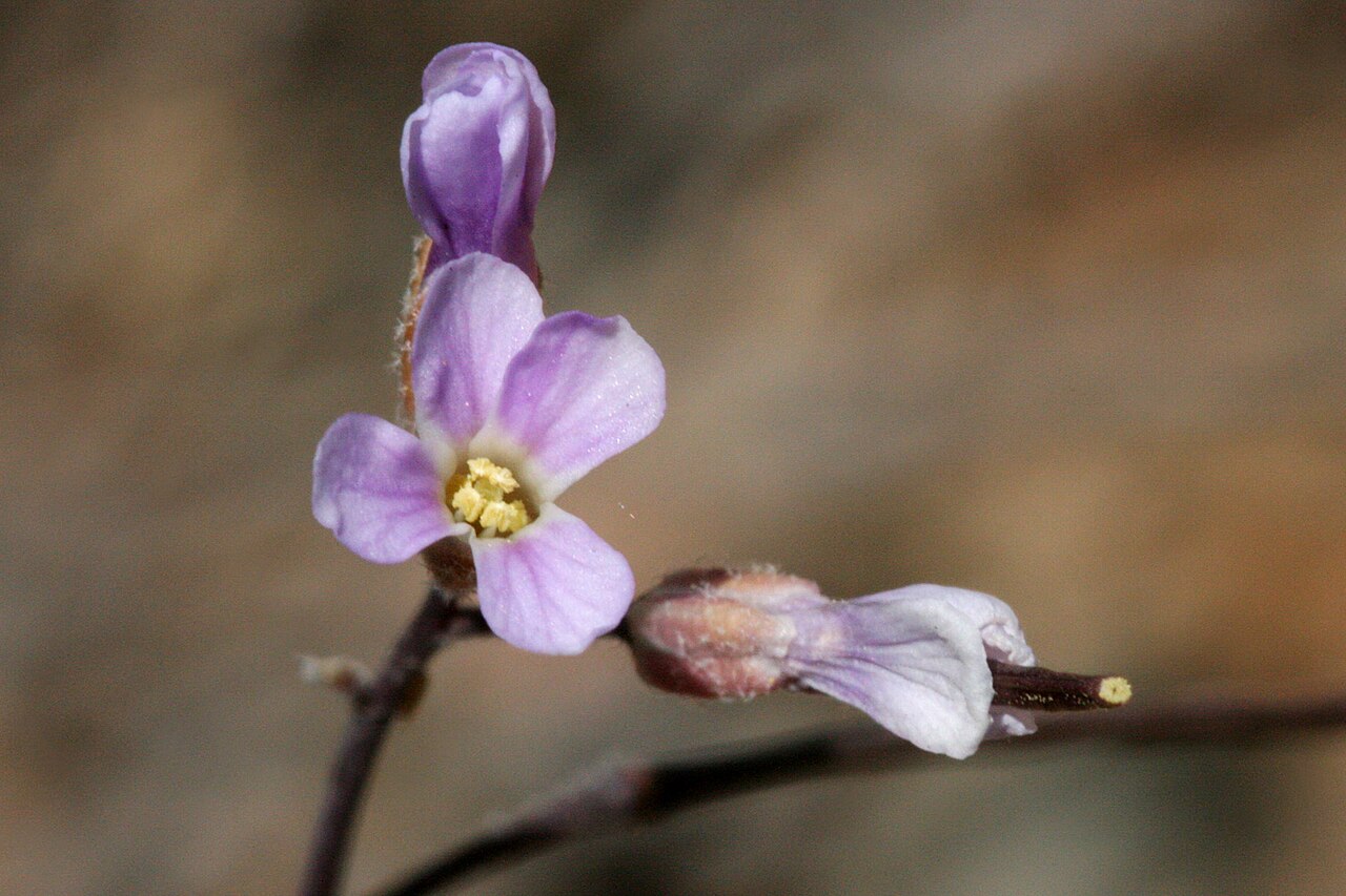 Boechera gunnisoniana