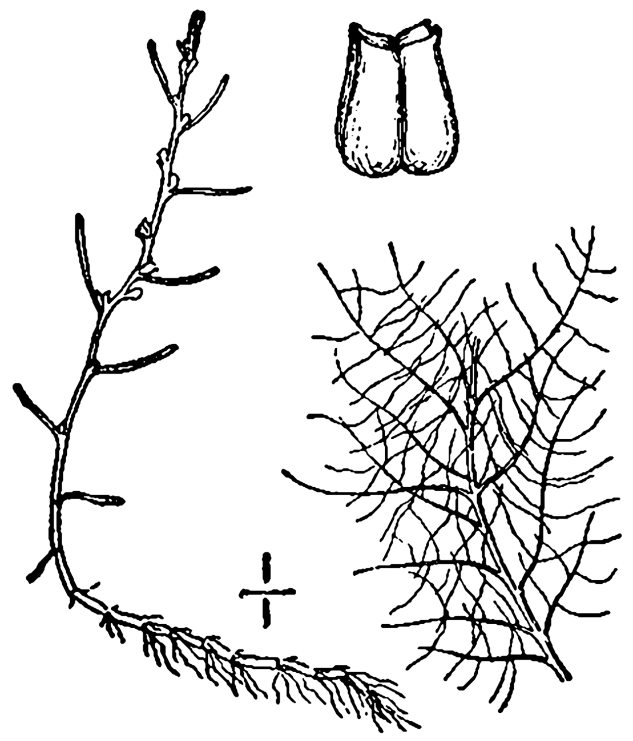 Myriophyllum humile