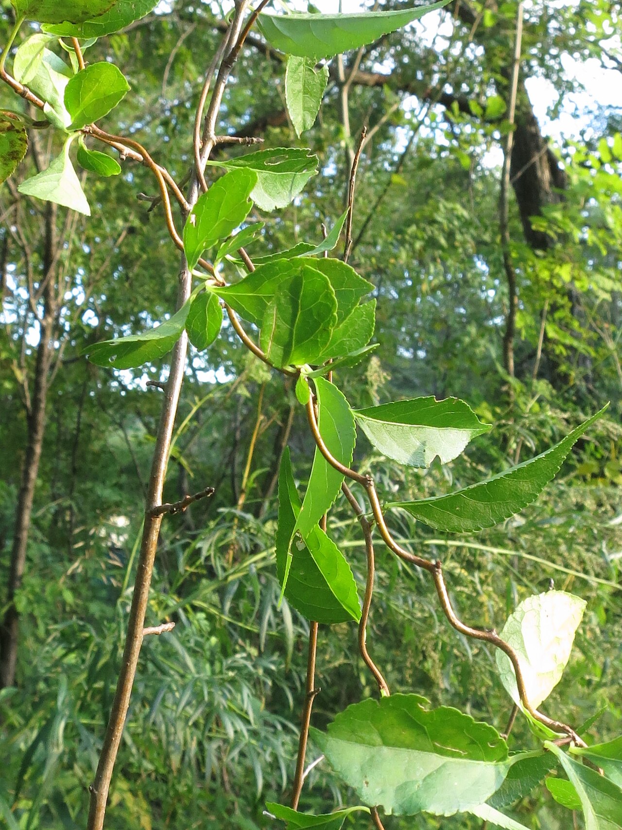 Celastrus flagellaris