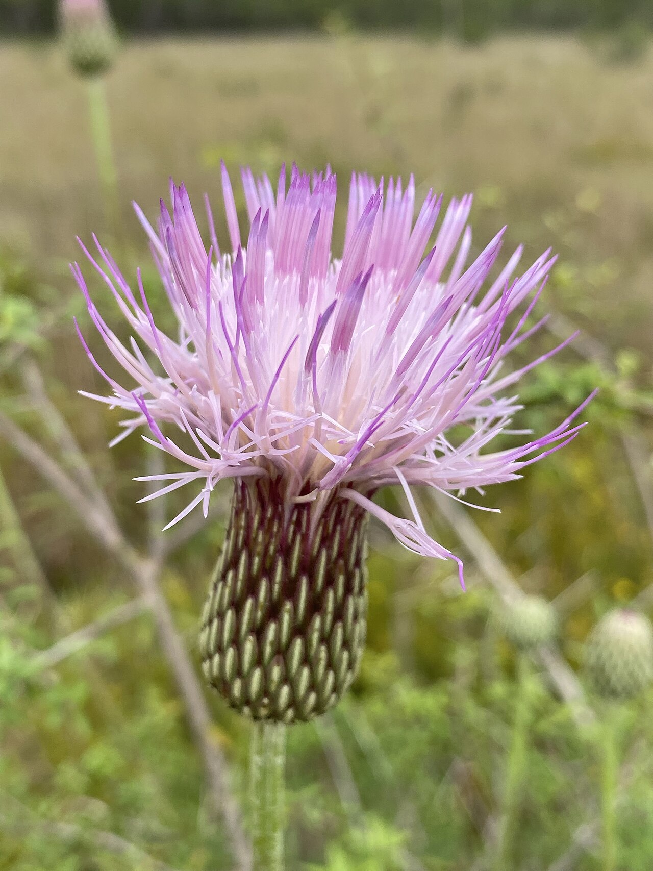 Cirsium lecontei