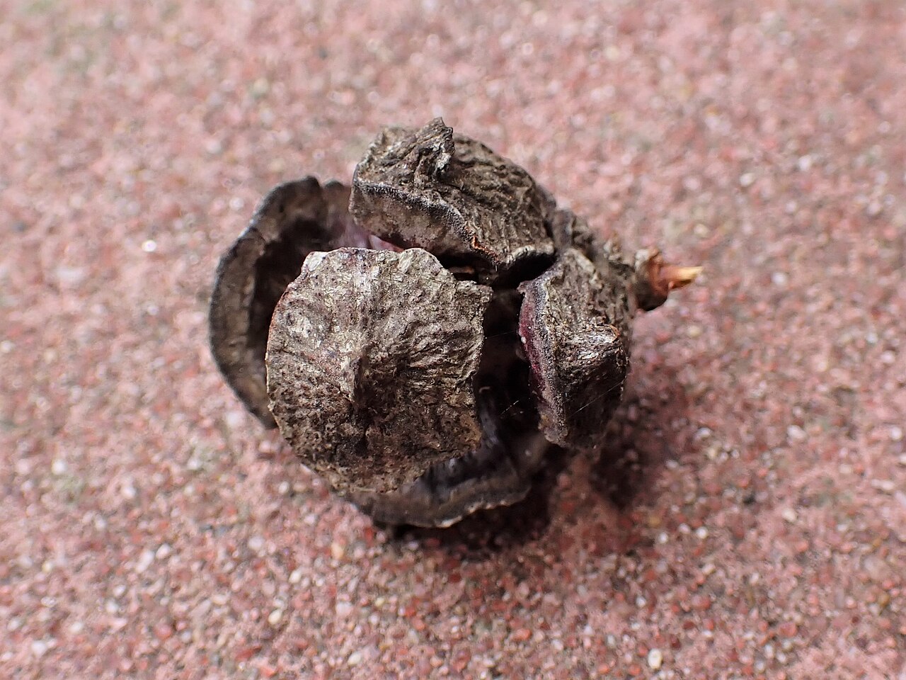 Cupressus lusitanica