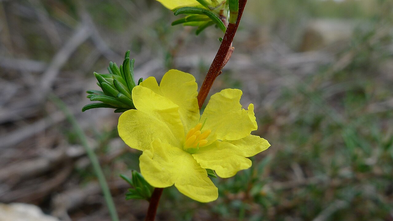 Hibbertia fasciculata