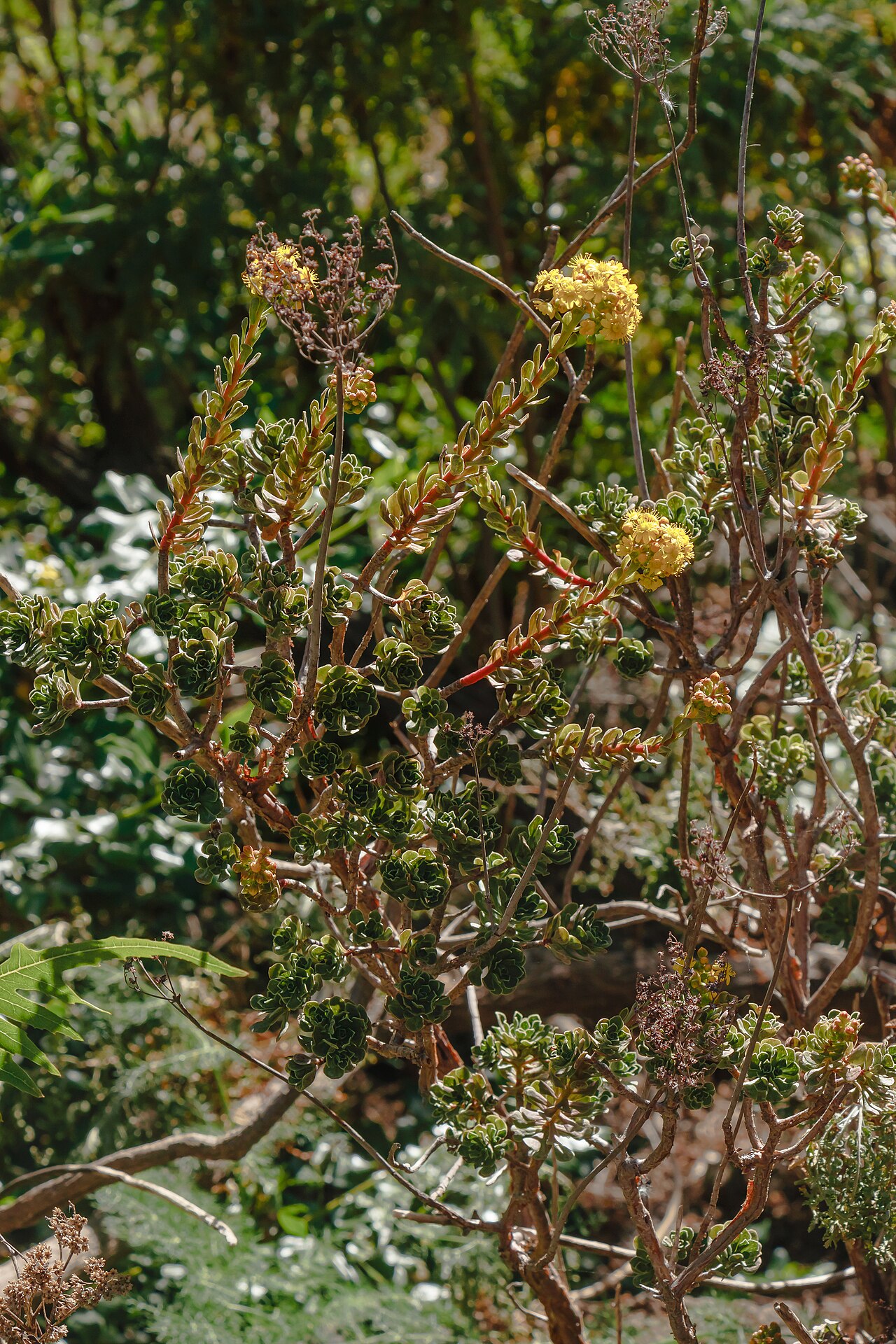 Aeonium spathulatum