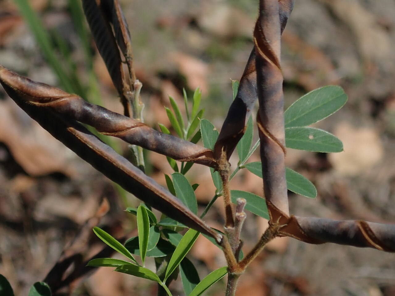 Tephrosia glomeruliflora