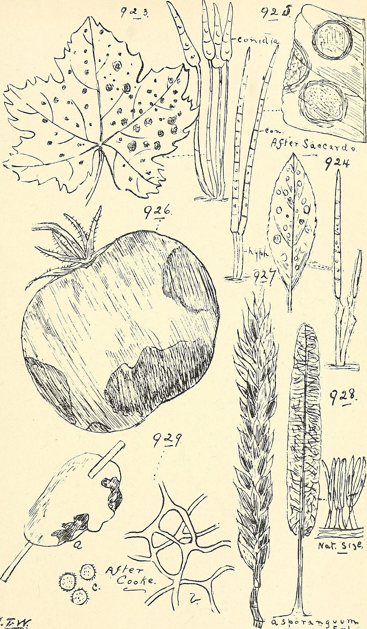 Eucalyptus affinis