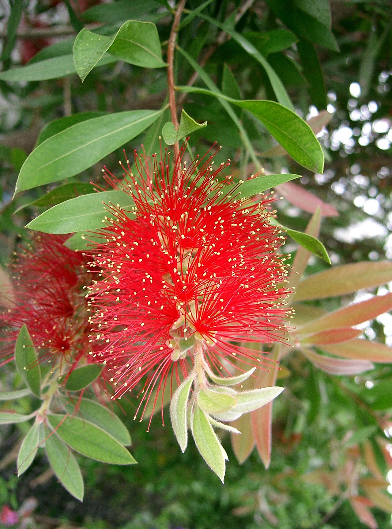 Callistemon speciosus