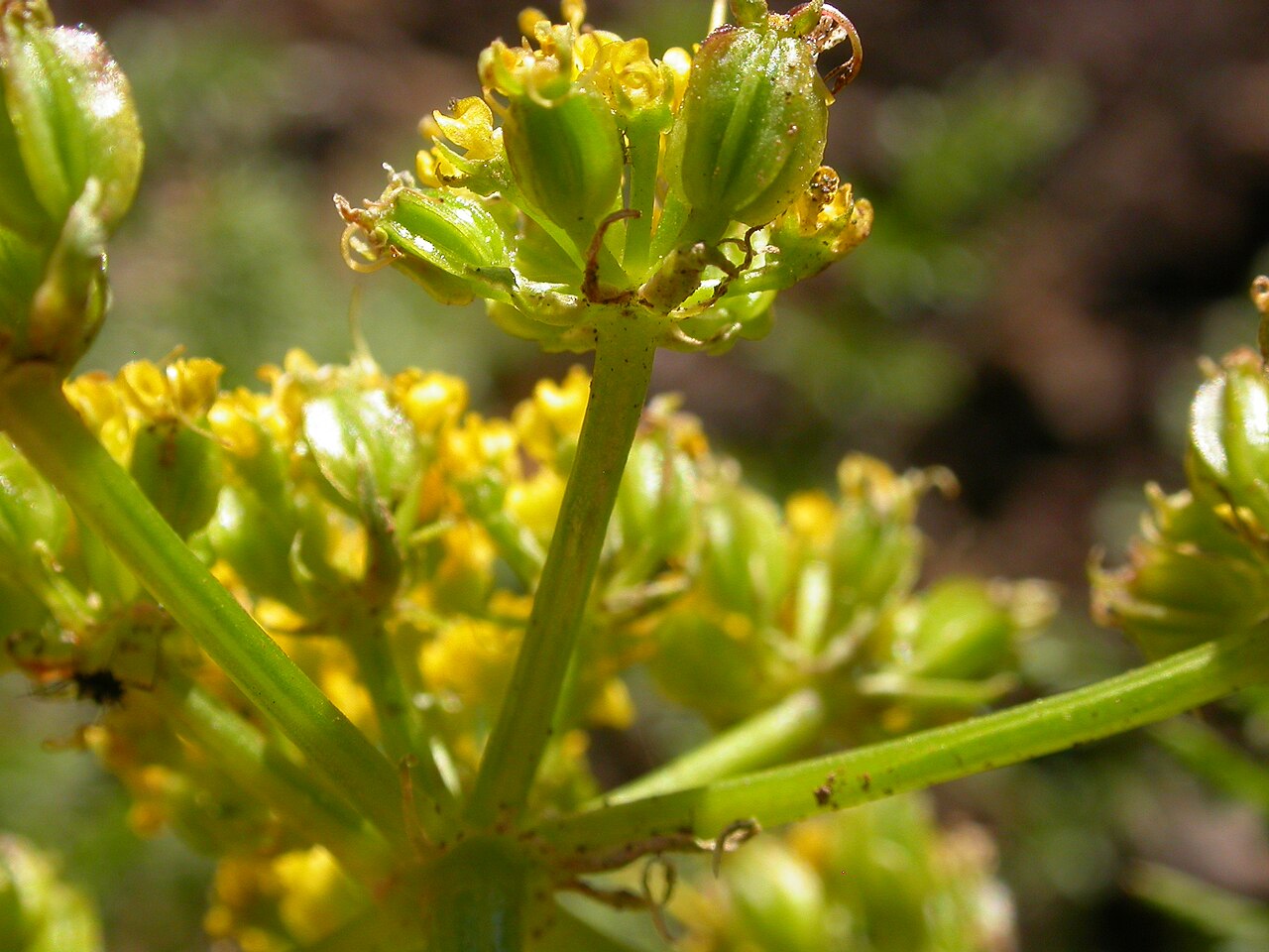 Cymopterus terebinthinus