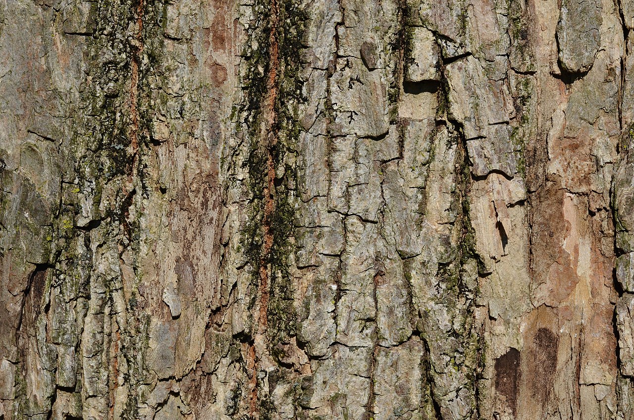 Acer miyabei