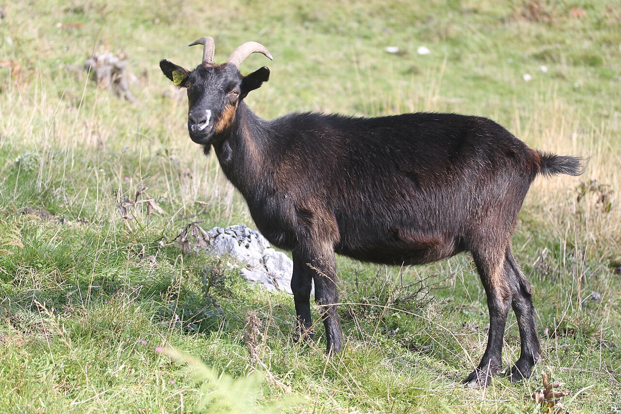 Drežnica goat