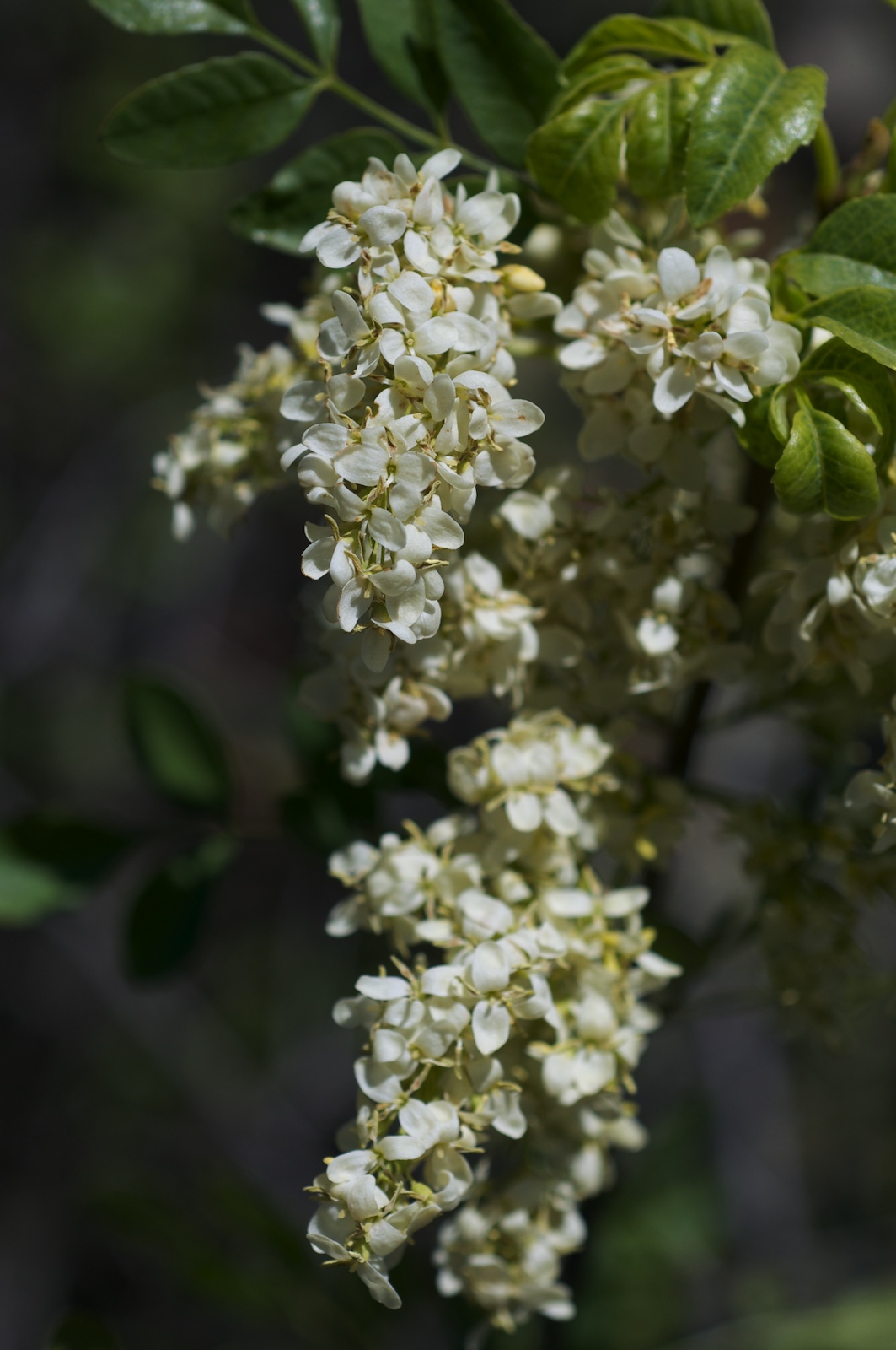 Fraxinus trifoliolata