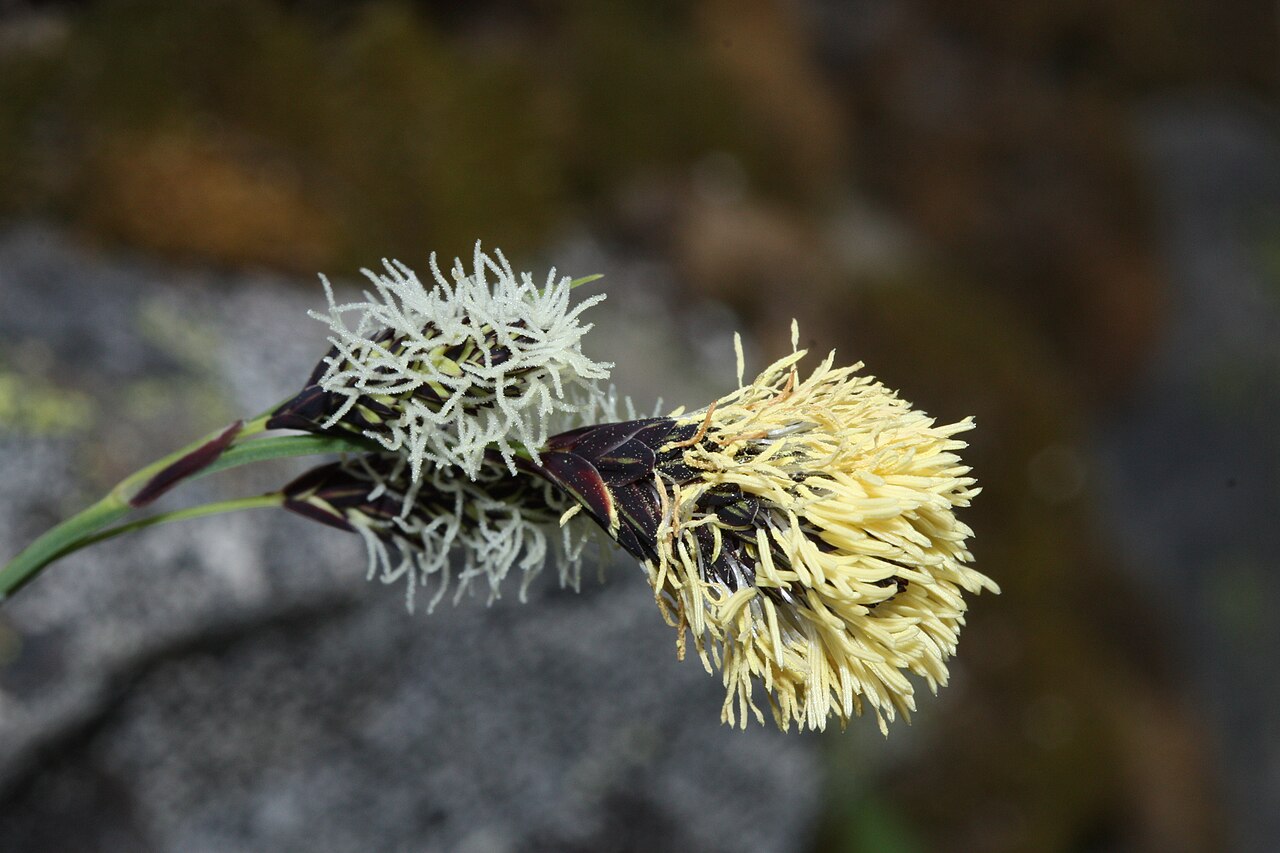Carex spectabilis