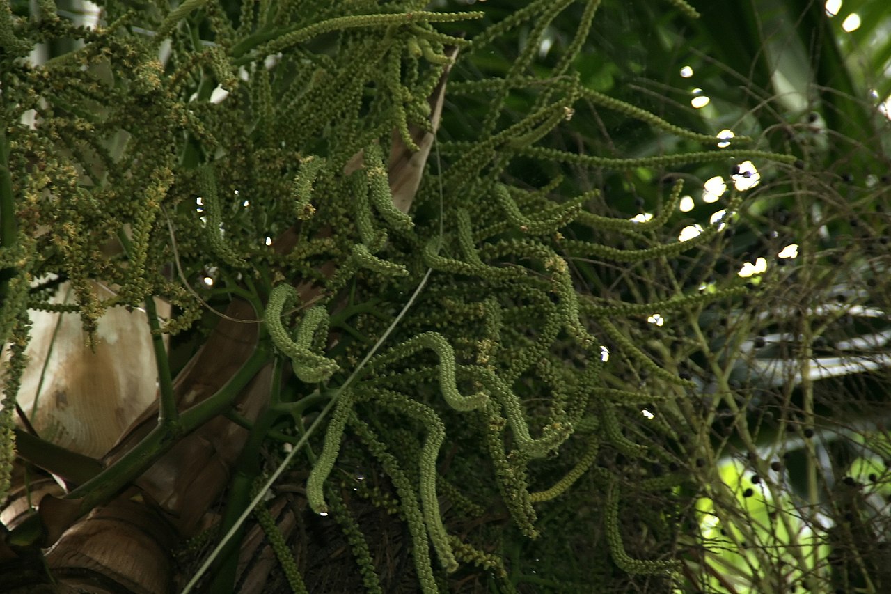 Clinostigma samoense