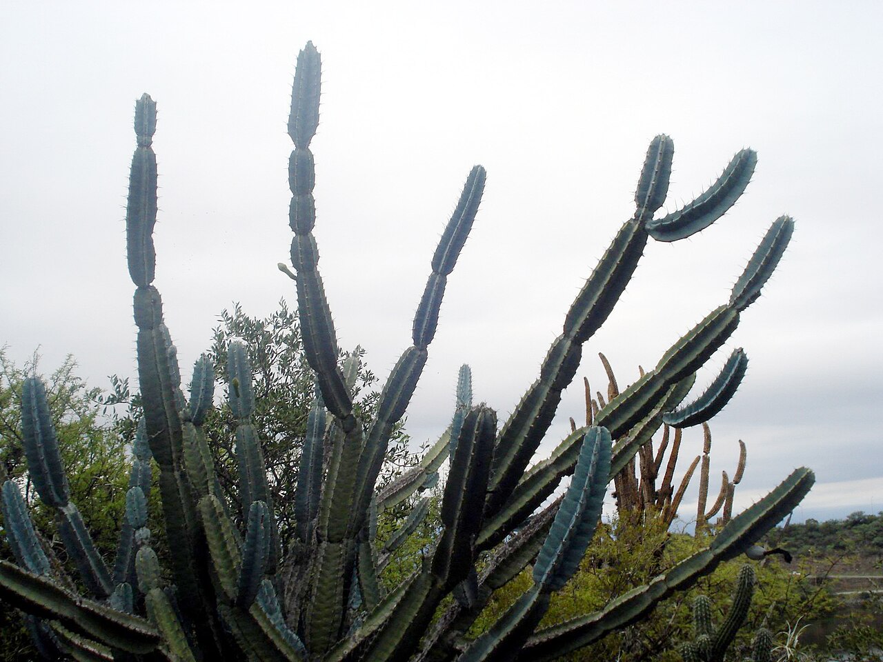 Cereus comarapanus