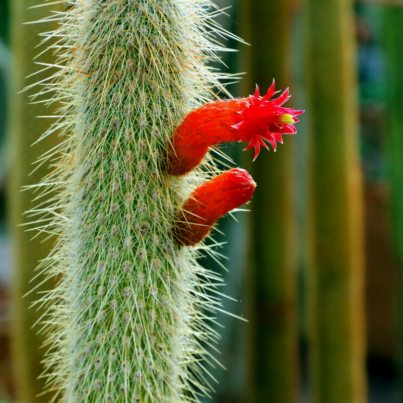 Cleistocactus parapetiensis