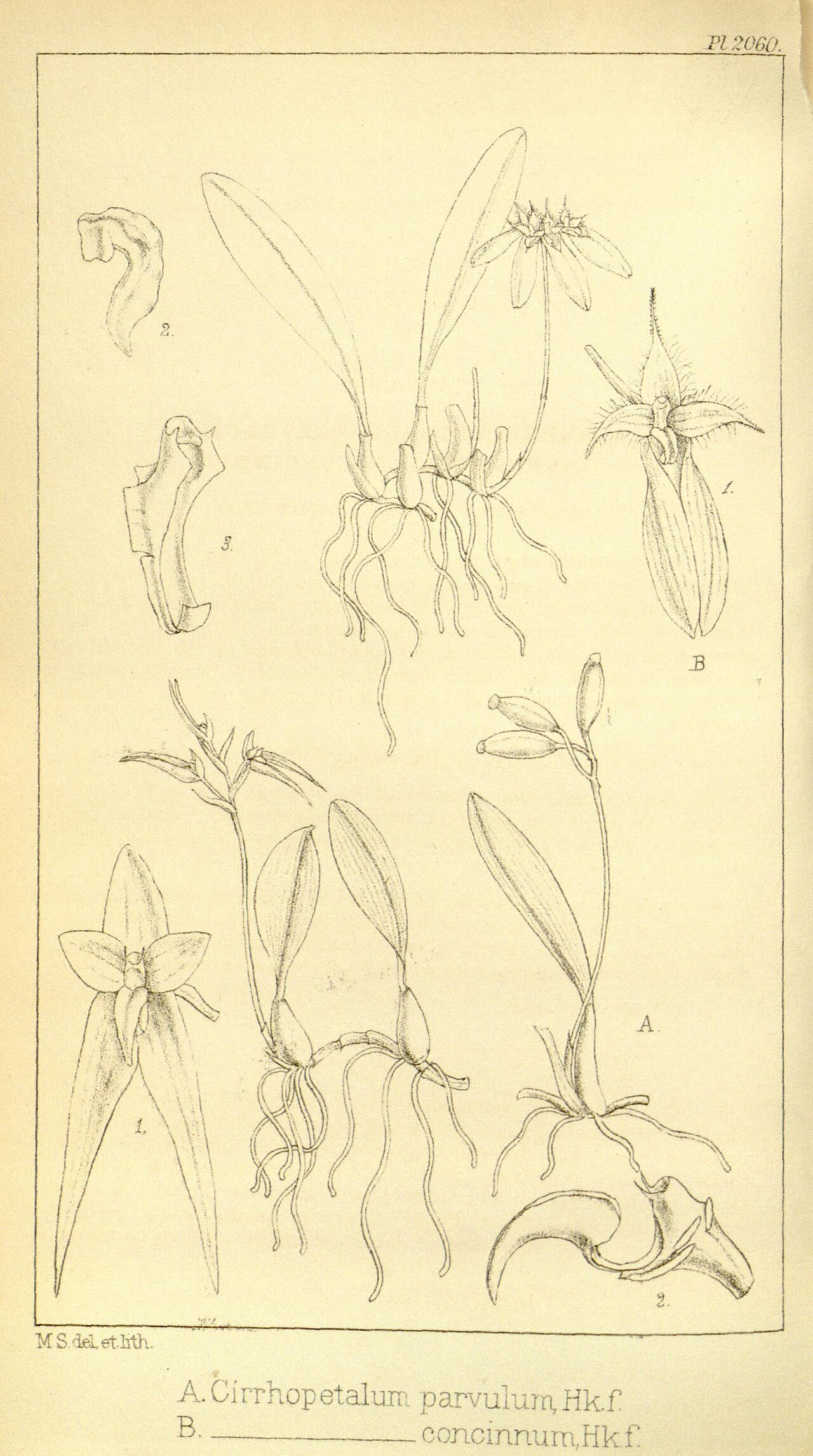 Bulbophyllum concinnum