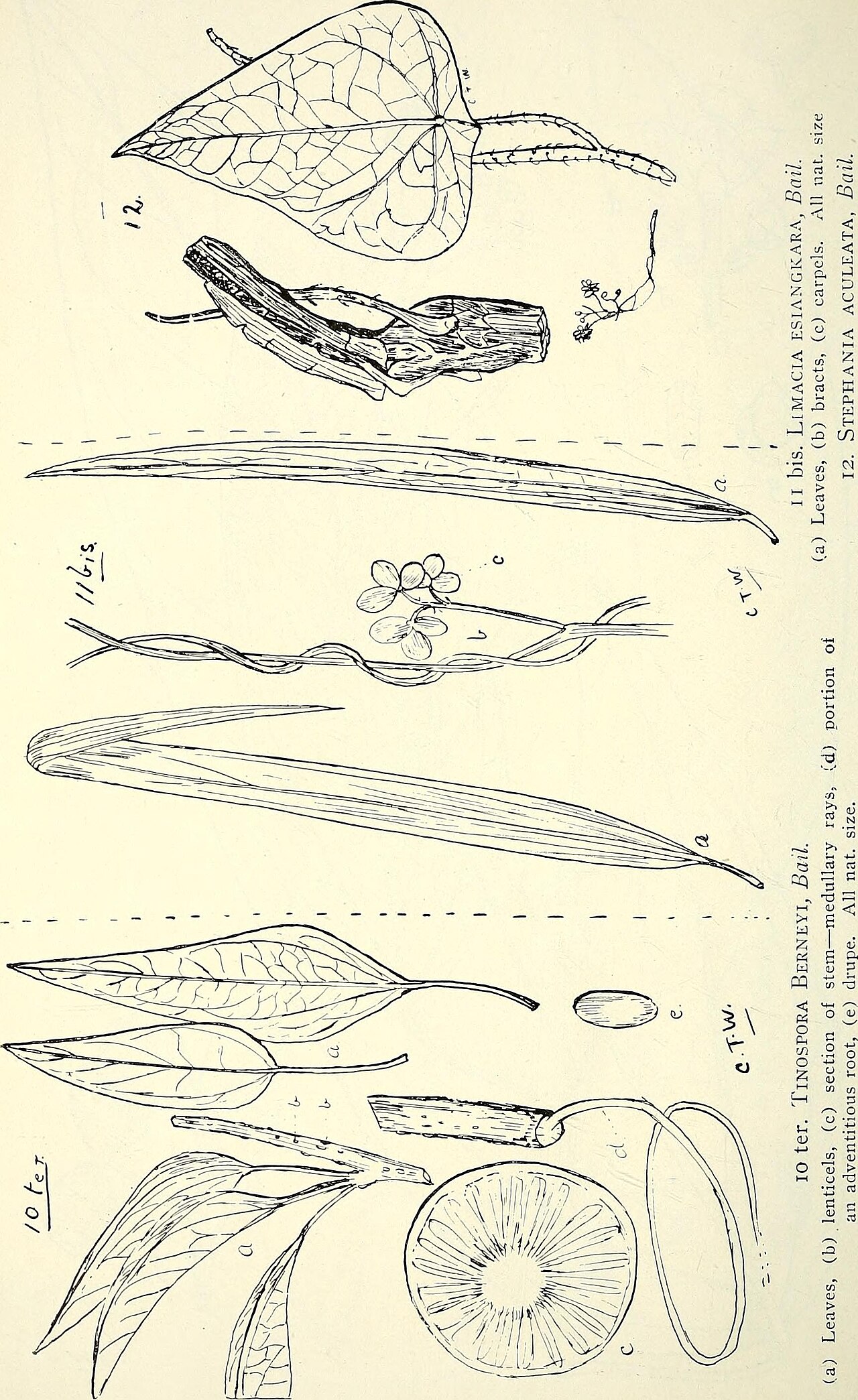 Stephania bancroftii