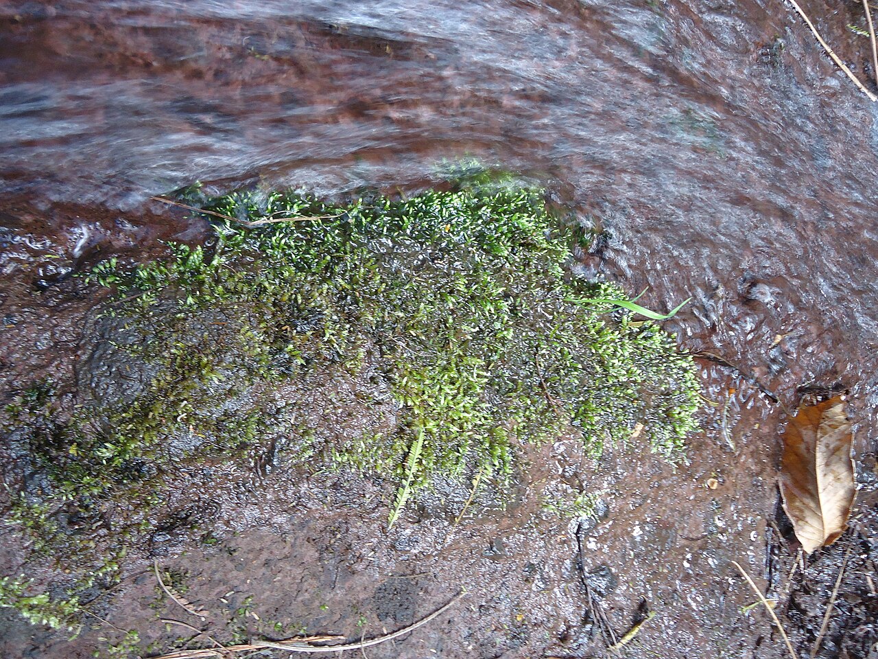 Brachythecium rivulare