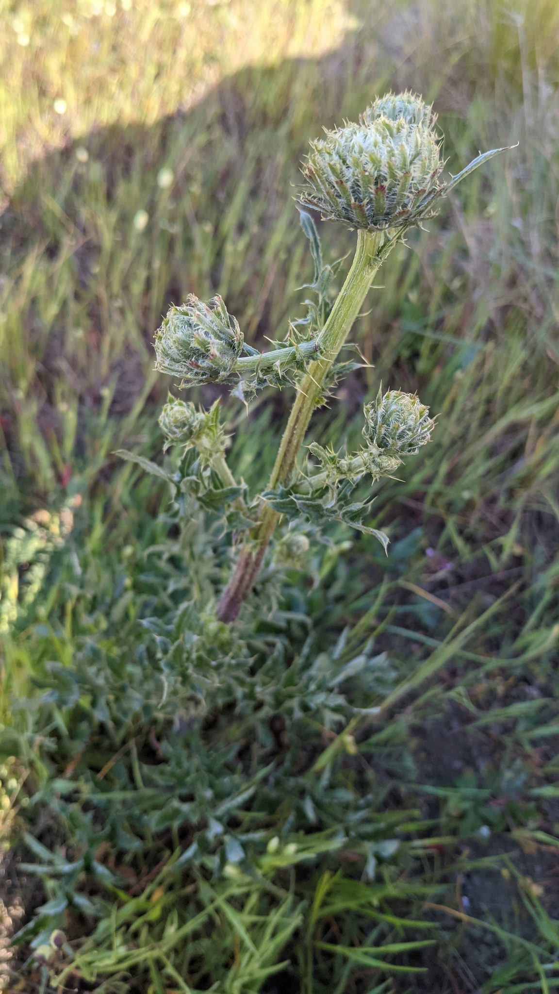 Cirsium remotifolium