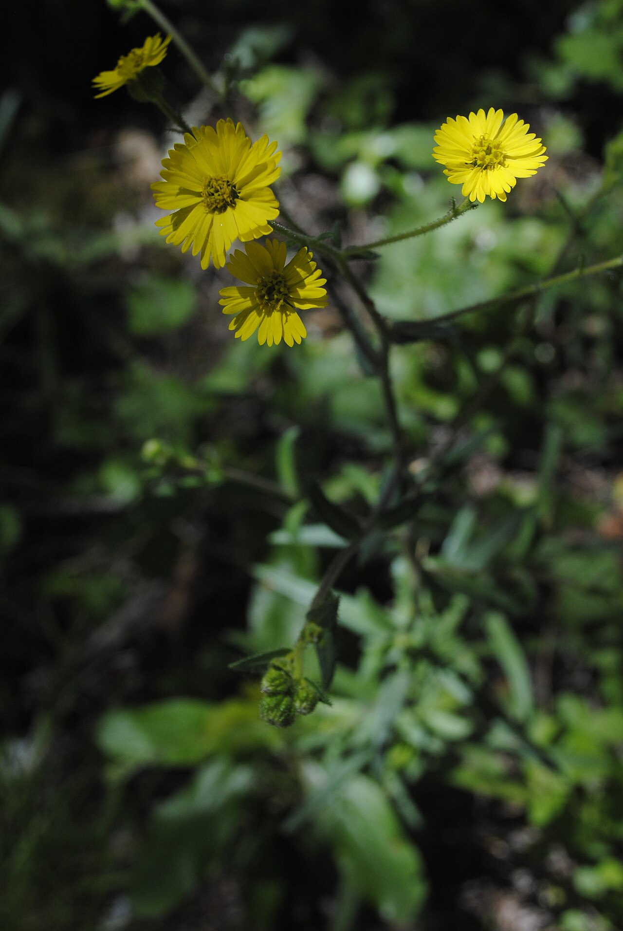 Anisocarpus madioides
