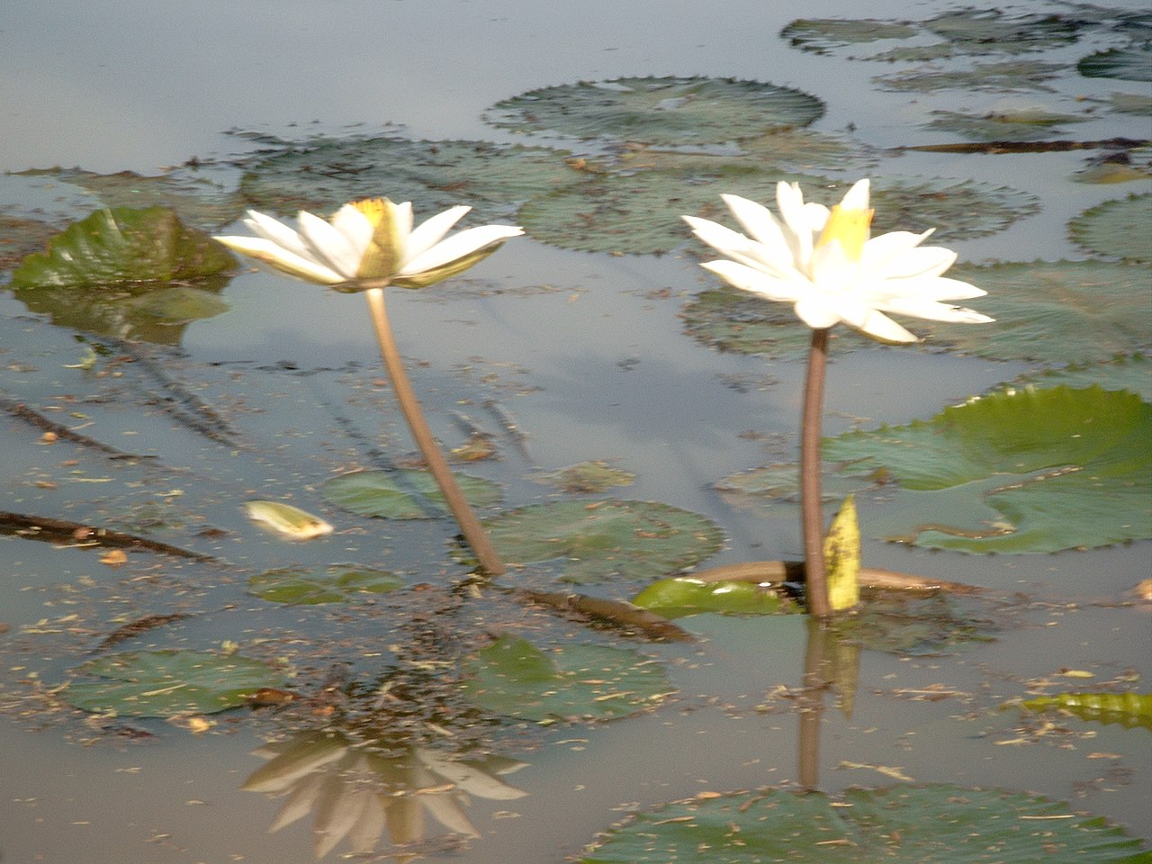 Nymphaea lotus