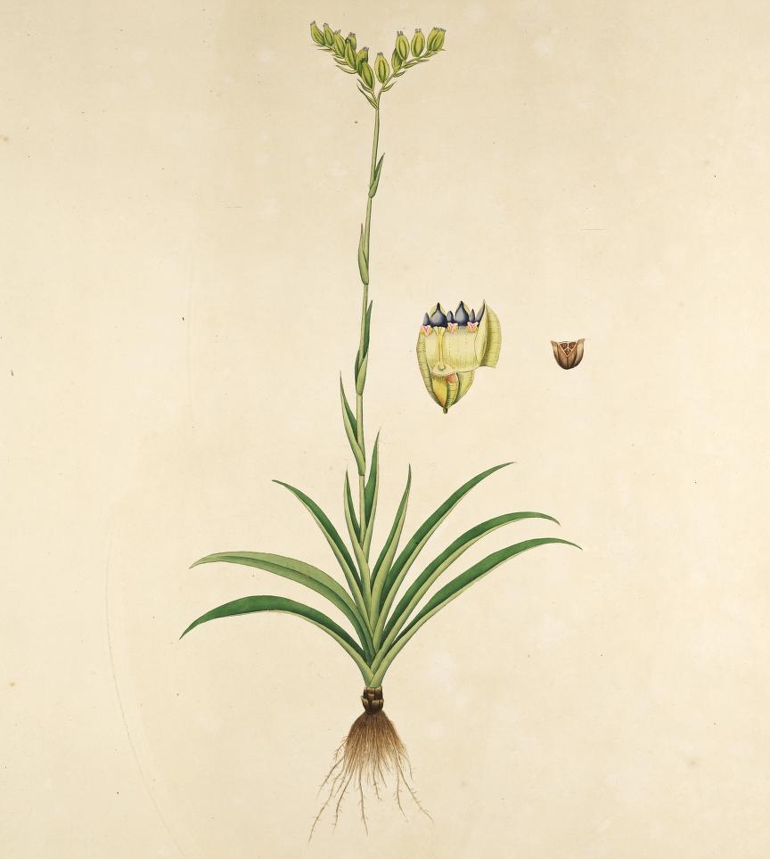 Burmannia disticha